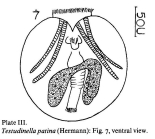 Testudinella patina