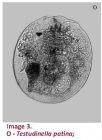 Testudinella patina