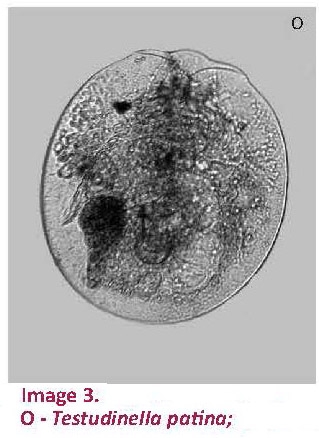 Testudinella patina Testudinella patina