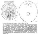 Testudinella patina