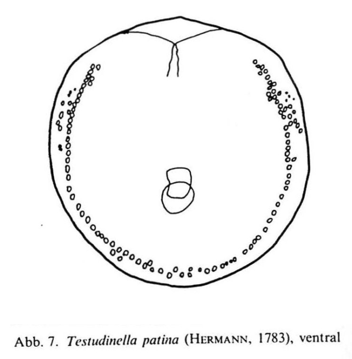 Testudinella patina Testudinella patina