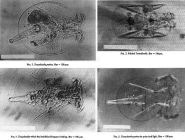Testudinella patina