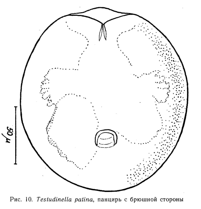 Testudinella patina Testudinella patina