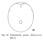 Testudinella patina