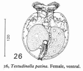 Testudinella patina