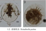 Testudinella patina