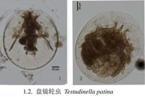 Testudinella patina