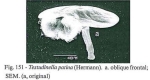 Testudinella patina
