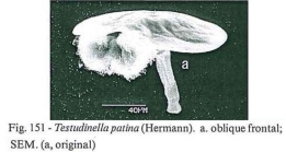 Testudinella patina