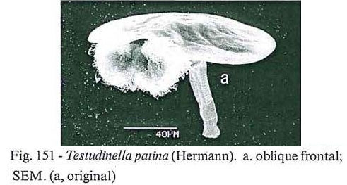 Testudinella patina Testudinella patina
