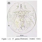 Testudinella patina