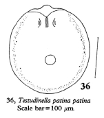 Testudinella patina