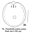 Testudinella patina