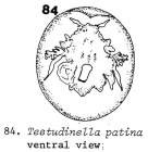 Testudinella patina
