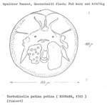 Testudinella patina