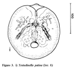 Testudinella patina