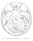 Testudinella patina