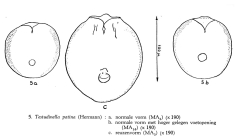 Testudinella patina