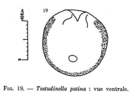 Testudinella patina