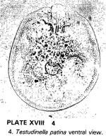 Testudinella patina
