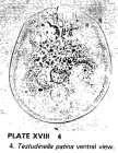 Testudinella patina