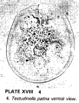 Testudinella patina