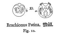 Testudinella patina - Original description image