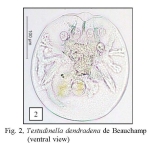 Testudinella patina dendradena