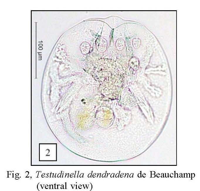 Testudinella patina dendradena Testudinella patina dendradena