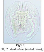 Testudinella patina dendradena