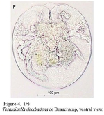 Testudinella patina dendradena