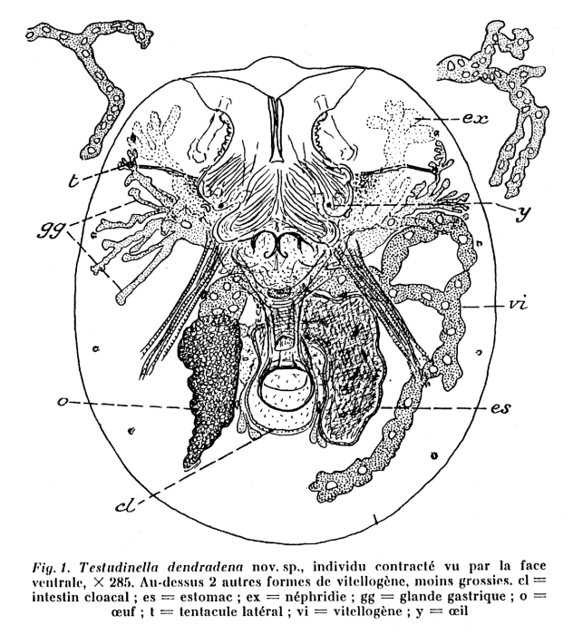 Testudinella patina dendradena - Original description image