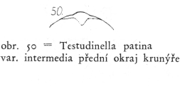 Testudinella patina f. intermedia