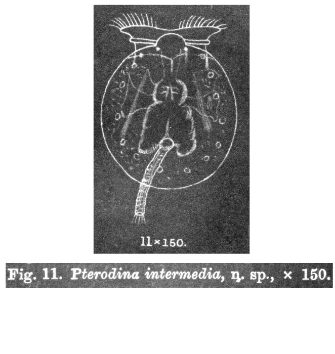 Testudinella patina f. intermedia - Original description image