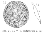 Testudinella patina f. sculpturata - Original description image
