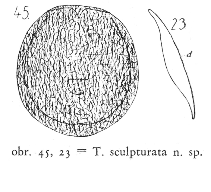 Testudinella patina f. sculpturata - Original description image