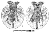Testudinella patina f. trilobata