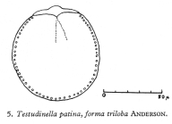 Testudinella patina f. trilobata