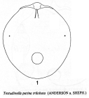 Testudinella patina f. trilobata