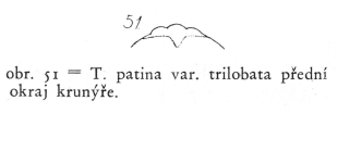 Testudinella patina f. trilobata