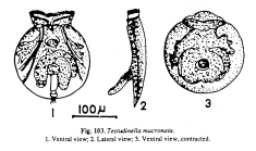 Testudinella patina f. trilobata