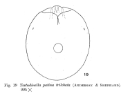 Testudinella patina f. trilobata