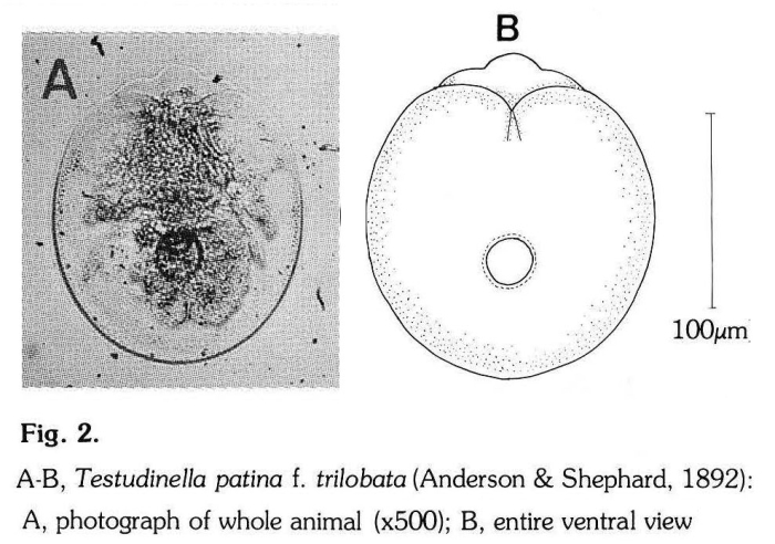 Testudinella patina f. trilobata Testudinella patina f. trilobata