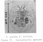 Testudinella patina f. trilobata