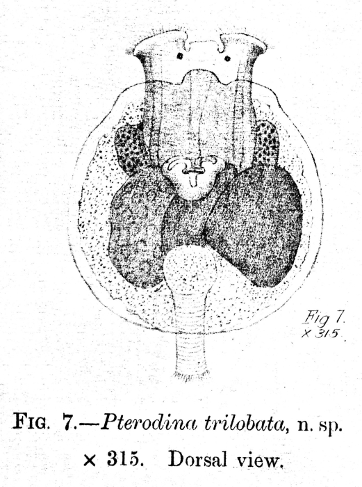 Testudinella patina f. trilobata - Original description image