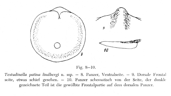 Testudinella patina lindbergi - Original description image