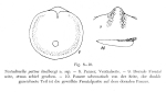 Testudinella patina lindbergi