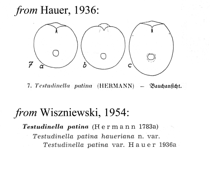 Testudinella patina var. haueriana - Original description image