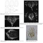 Testudinella pseudobscura - Original description image