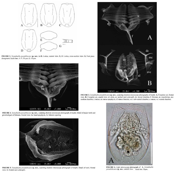 Testudinella pseudobscura Testudinella pseudobscura